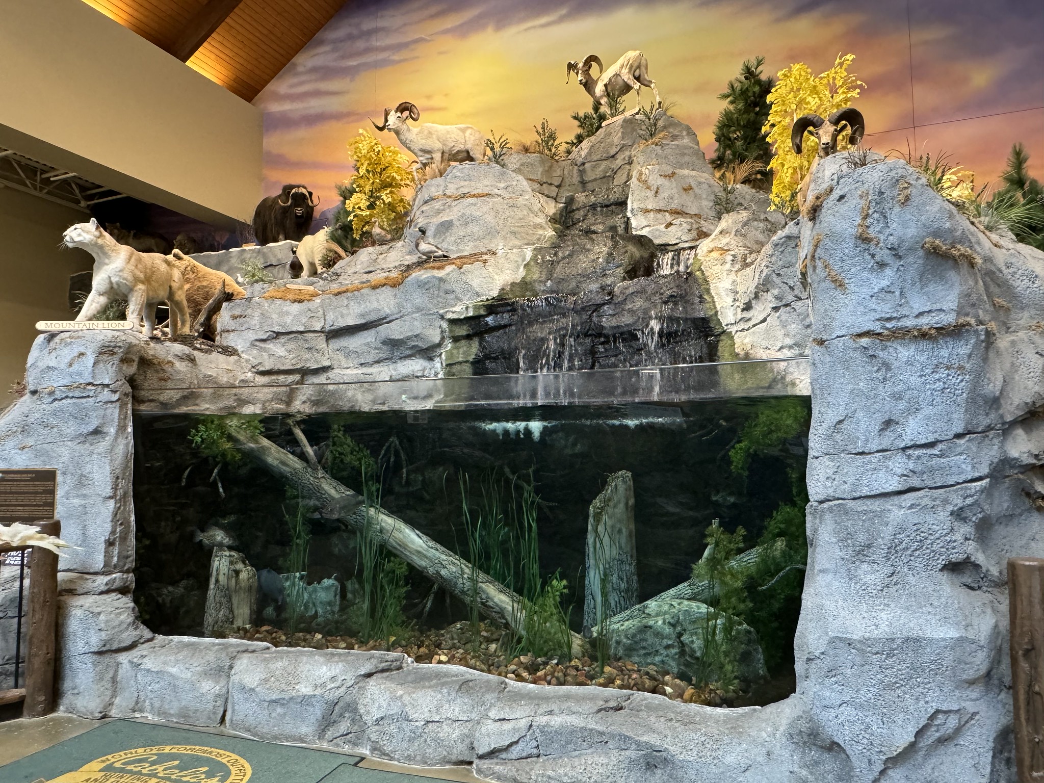 A large indoor display features taxidermy mountain goats on rocky ledges above a glass-enclosed aquarium with plants and submerged tree branches.