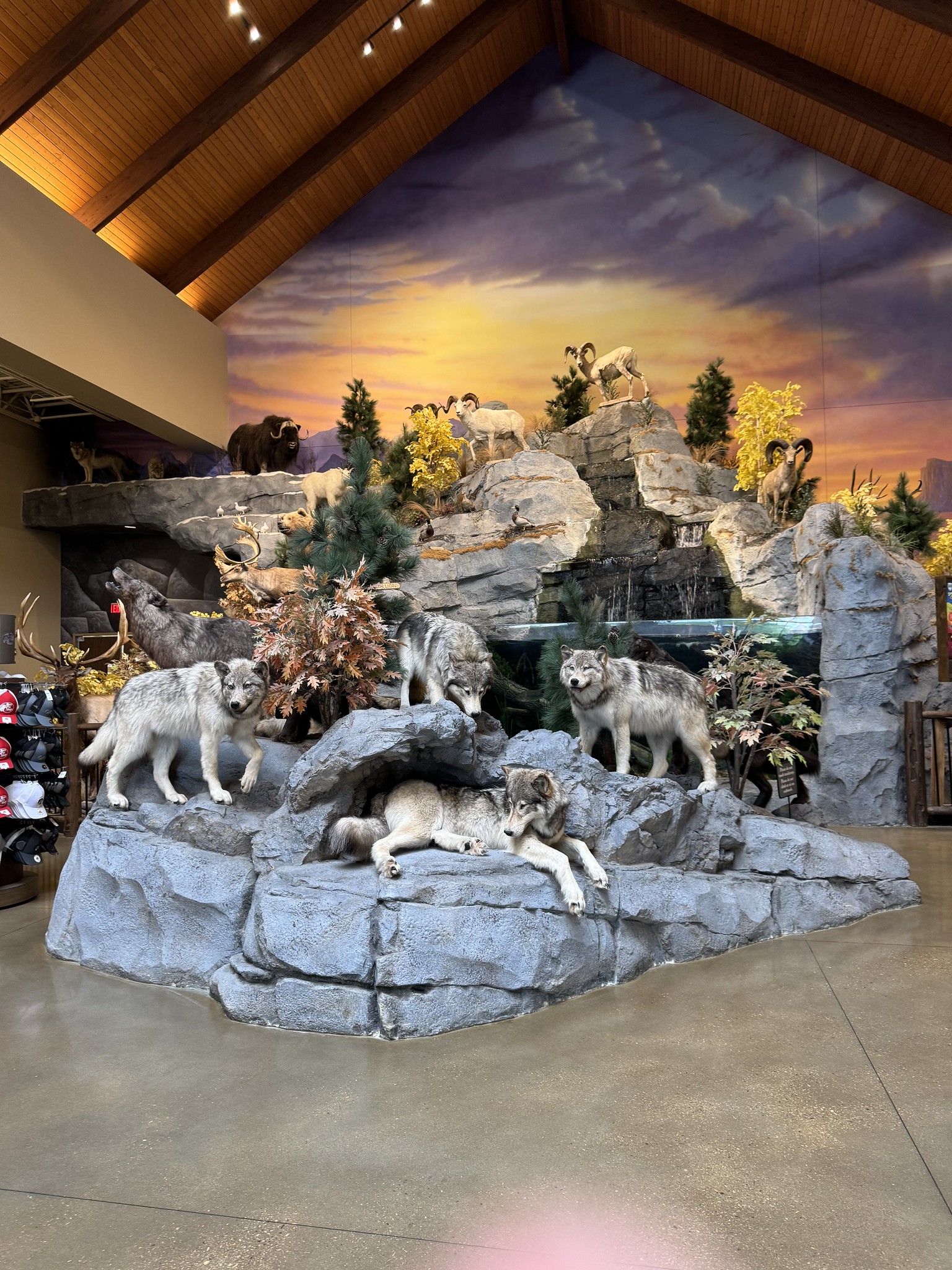 A realistic indoor display featuring multiple wolf mannequins in a forested, rocky environment under a painted sunset sky backdrop. The scene is lit by overhead lights in a room with wooden ceiling beams.