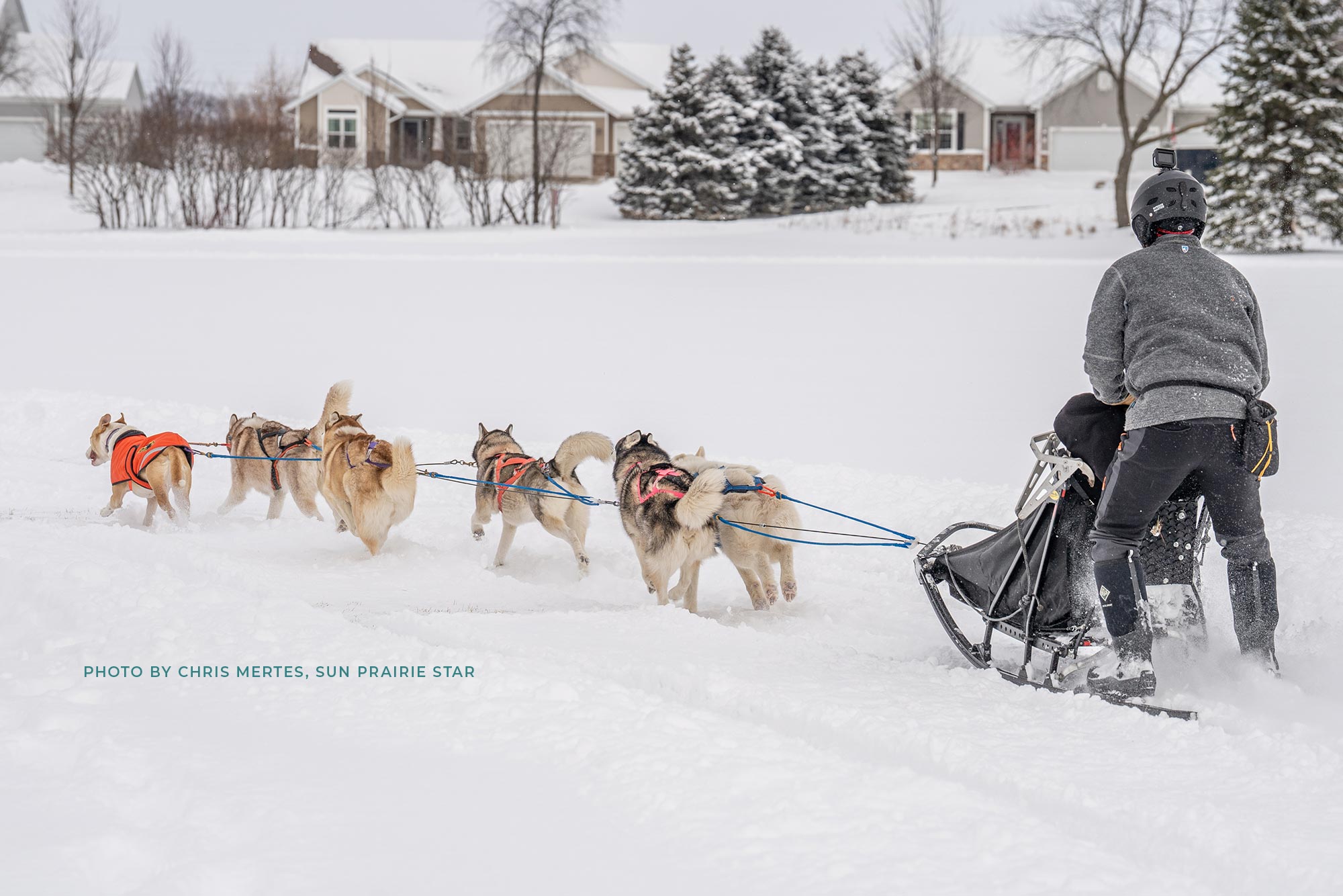 A person wearing winter gear is riding a dog sled pulled by a team of huskies through a snowy landscape with houses and trees in the background.