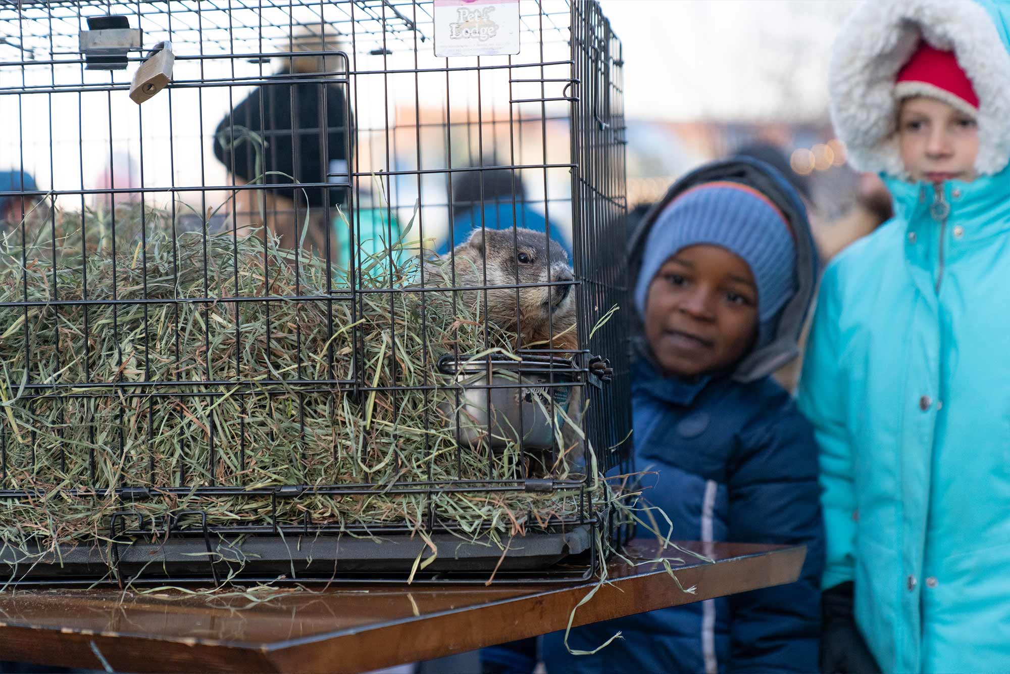 Two children stand outside, looking at a groundhog in a cage filled with hay.