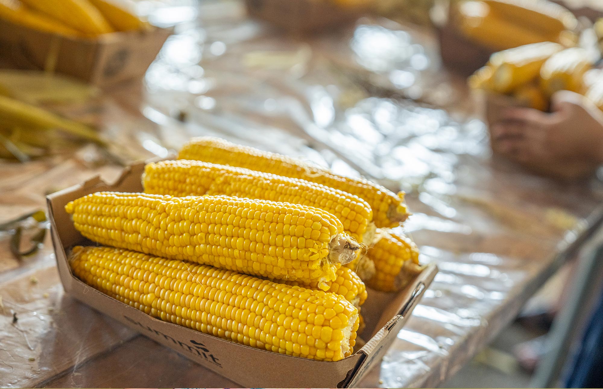 Freshly harvested ears of corn in a cardboard container on a table covered with plastic.