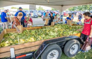 People select ears of corn from a large pile in a trailer under a tent at a farmers market or outdoor event.