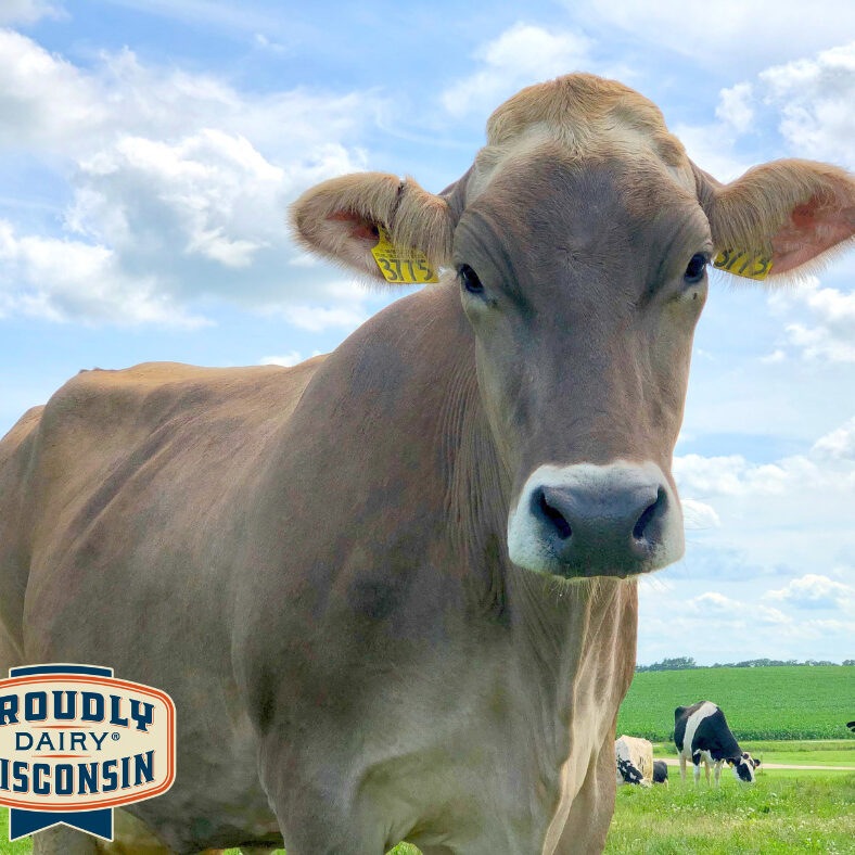 Close-up of a cow with a yellow ear tag in a green pasture, blue sky in the background. Multiple cows are grazing in the distance. "Proudly Dairy Wisconsin" logo in the bottom left corner.